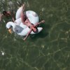 Persona su un gonfiabile a forma di cigno in mare.